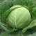 圆包八分芹菜六毛实花2毛5到3毛葱6毛5