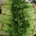 圆包八分芹菜六毛实花2毛5到3毛葱6毛5
