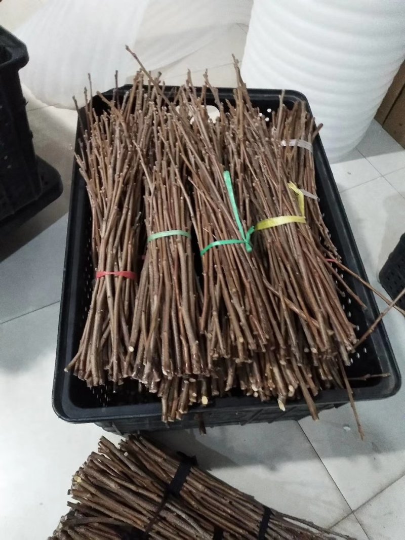嫁接工人，嫁接西梅苗，嫁接桔子苗，嫁接桃苗，嫁接绑带