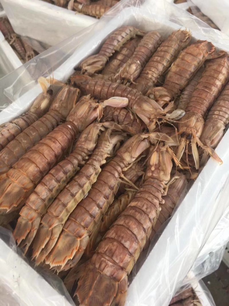 皮皮虾