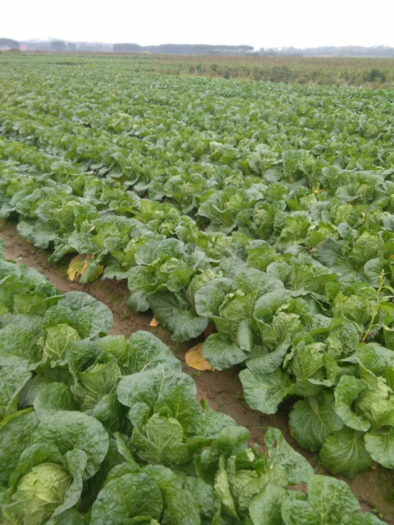 广西横县夏阳白大白菜春白菜慢慢大量上市