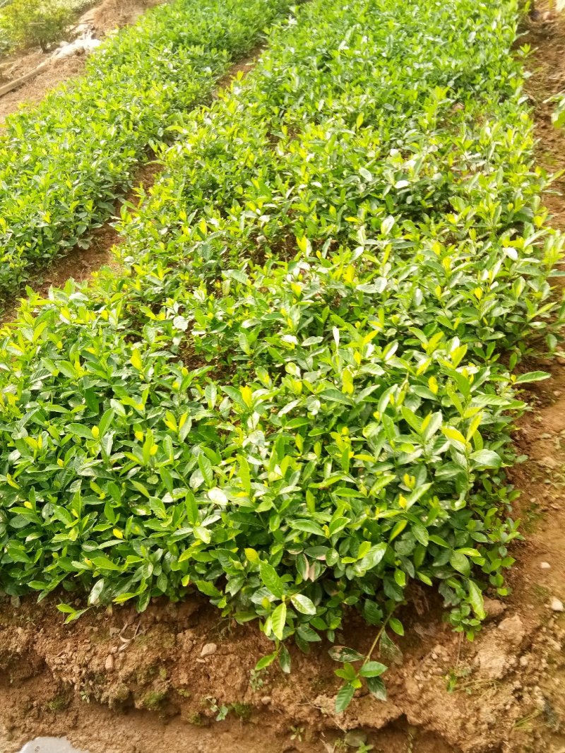 栀子花，大叶栀子花苗，浓香型栀子花苗小叶栀子花栀子花