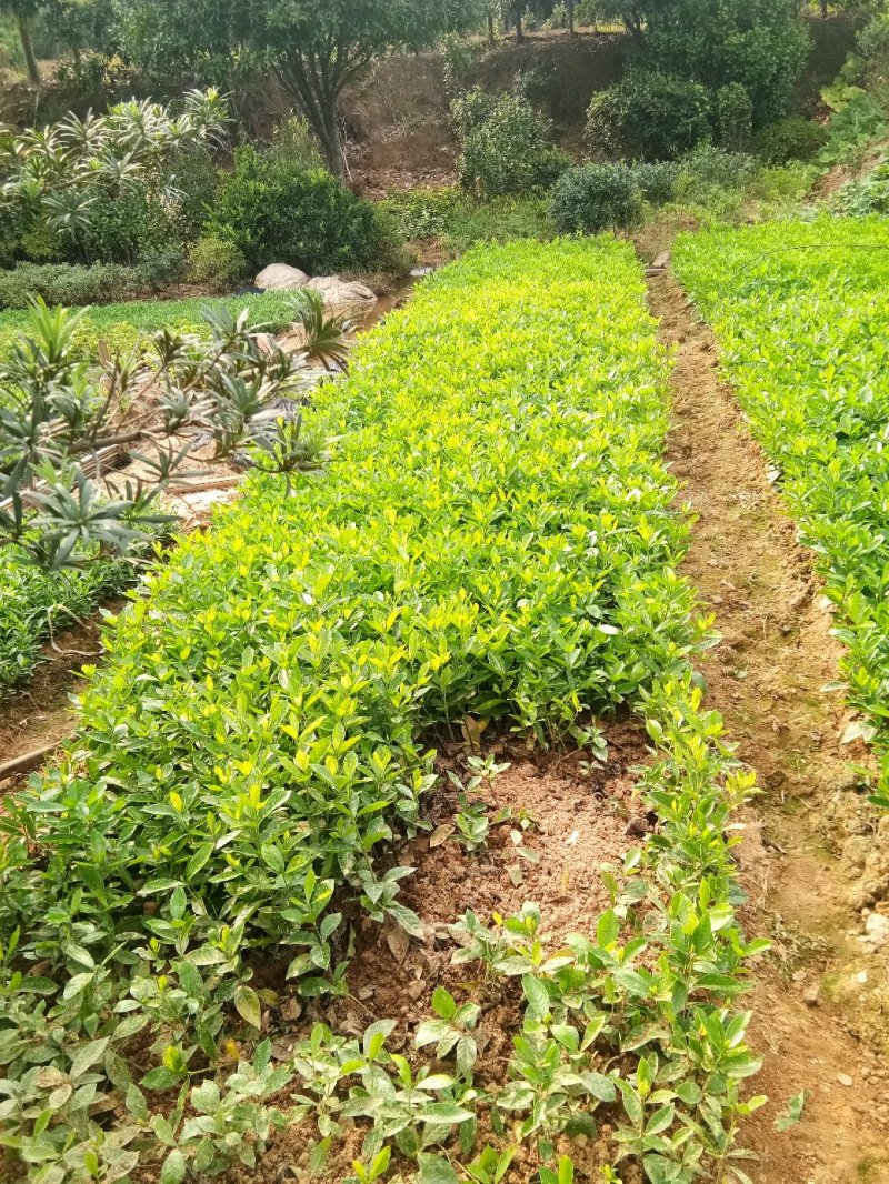 栀子花，大叶栀子花苗，浓香型栀子花苗小叶栀子花栀子花