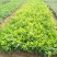 栀子花，大叶栀子花苗，浓香型栀子花苗小叶栀子花栀子花
