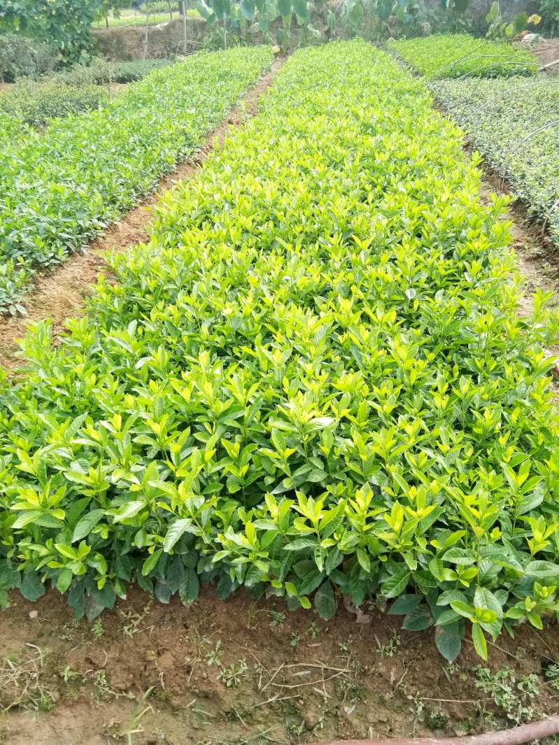 栀子花，大叶栀子花苗，浓香型栀子花苗小叶栀子花栀子花