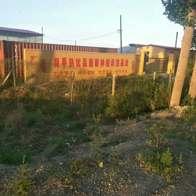 60亩大棚欲对外出售
