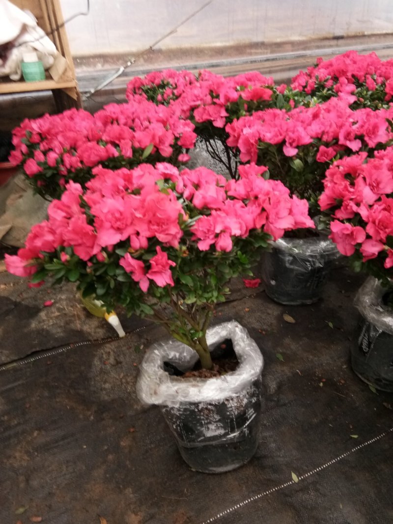 杜鹃苗，四季杜鹃苗，毛杜鹃苗，杜鹃花苗，红杜鹃苗