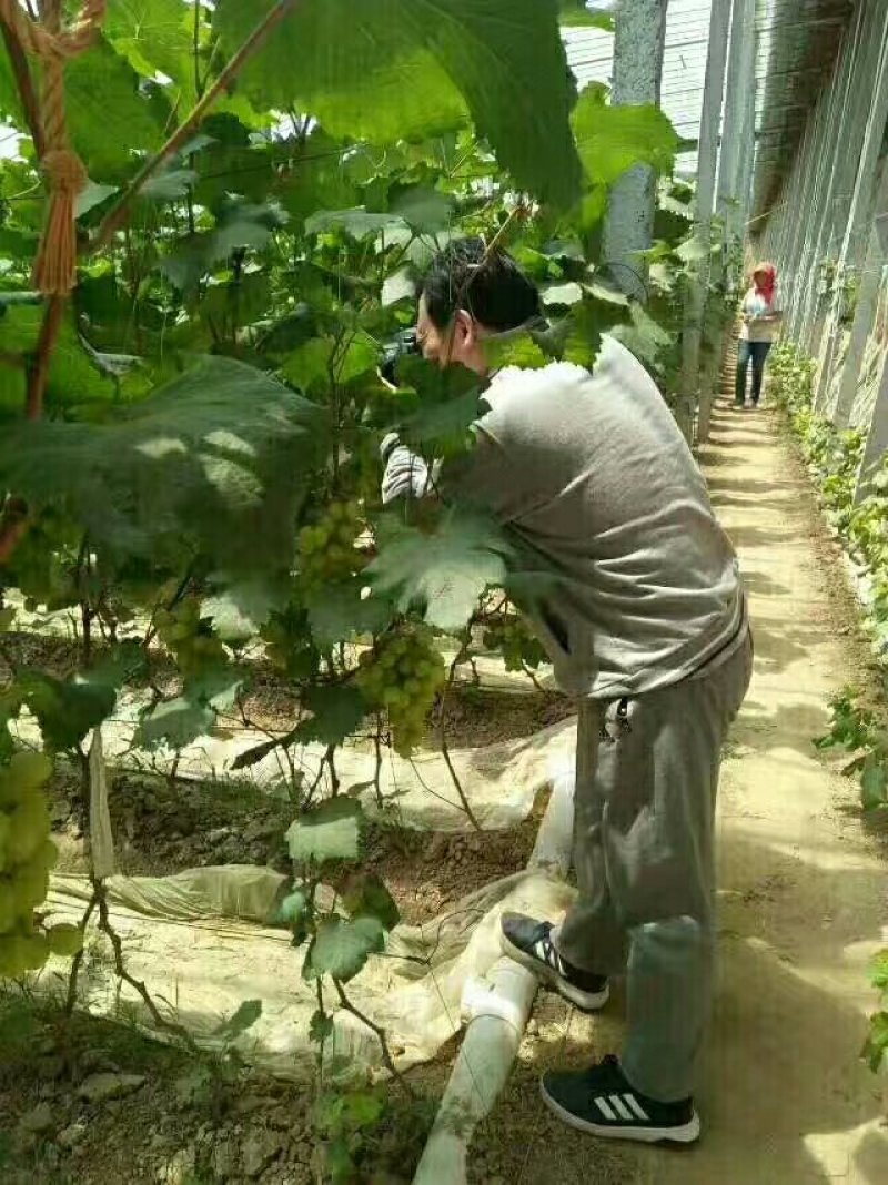 成套大棚