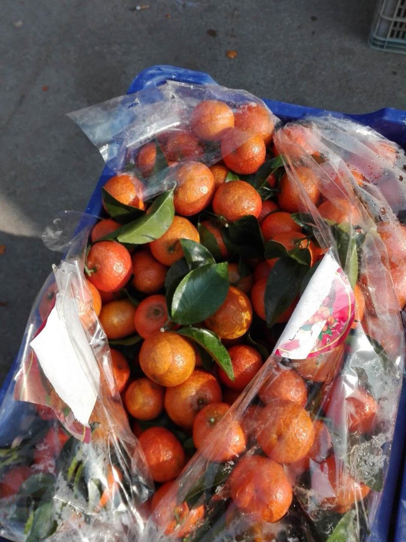 芦柑砂糖