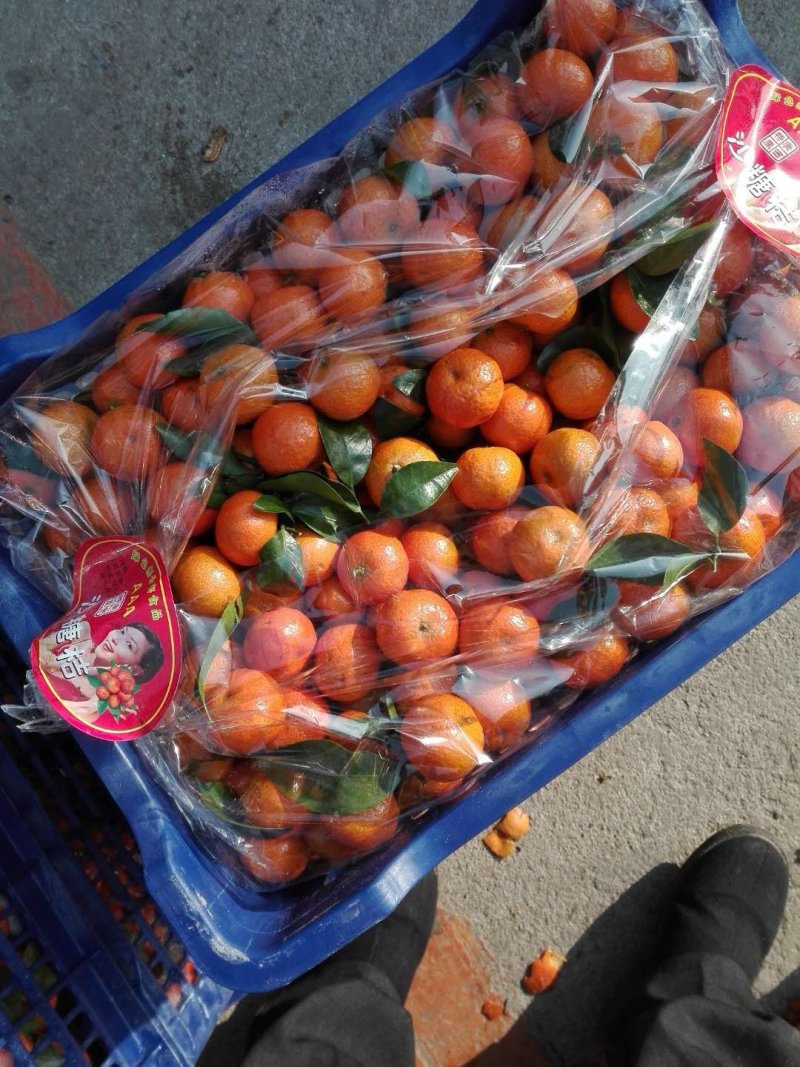 芦柑砂糖