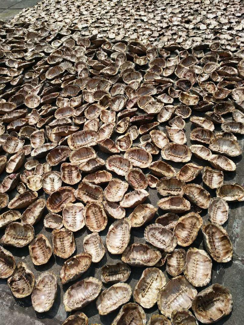 中华草龟甲，符合药店标准，产地直供，年产百吨。
