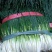 小葱