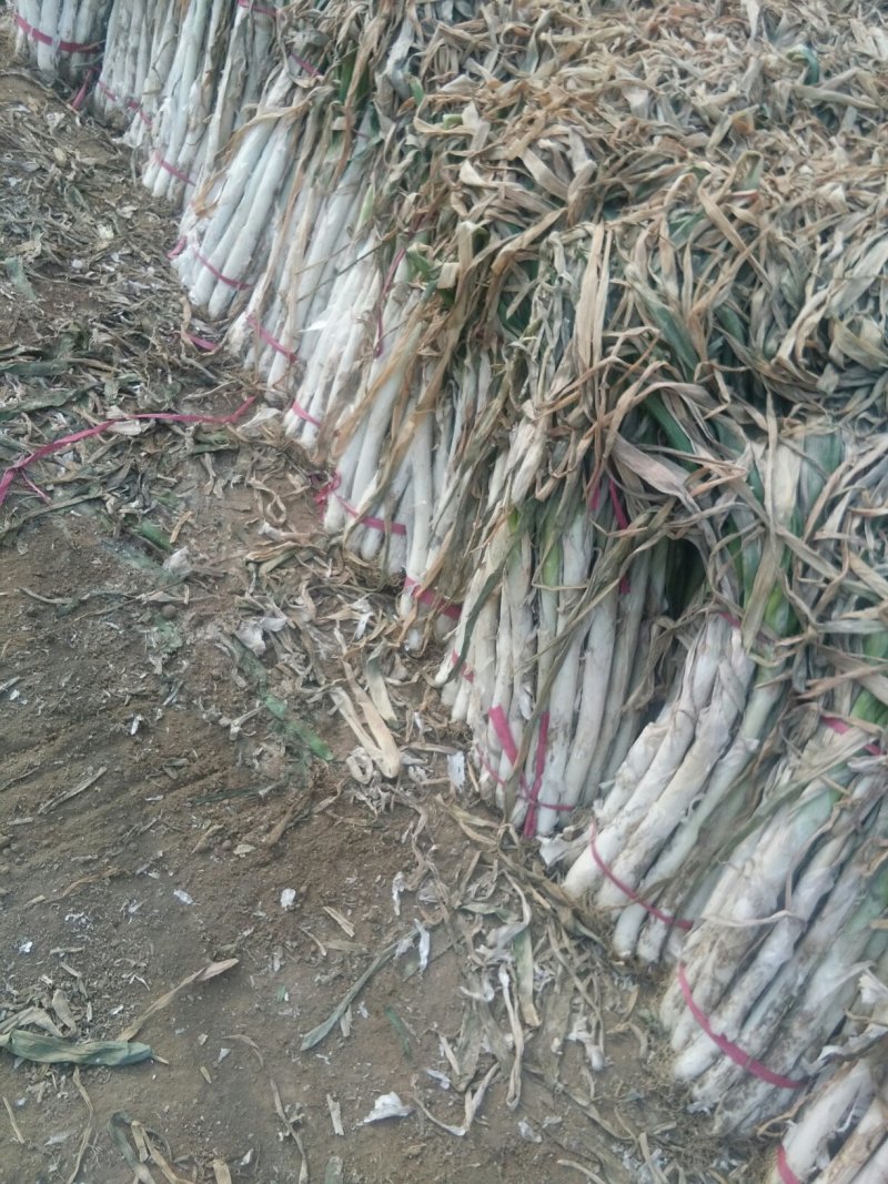 长白大葱毛葱净葱规格齐全河北产地直发一手货源