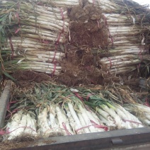 长白大葱毛葱净葱规格齐全河北产地直发一手货源