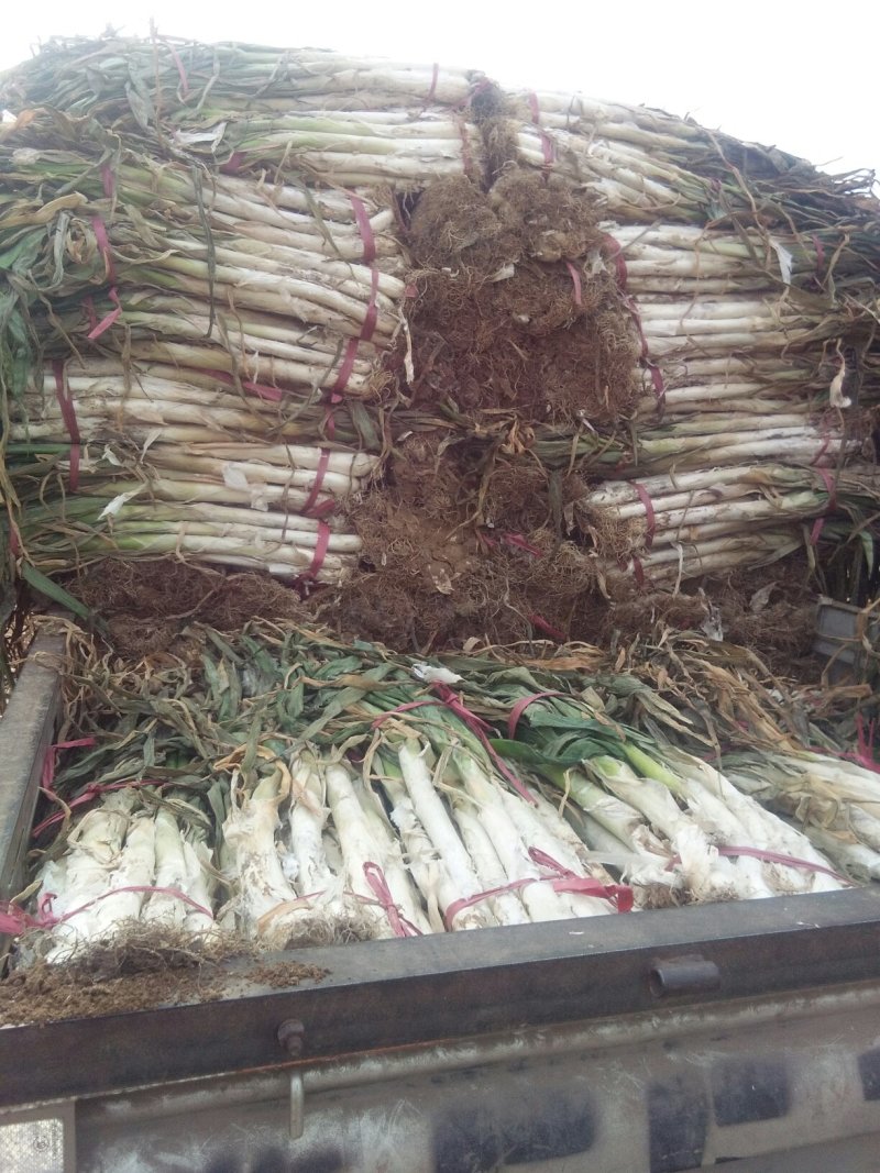 长白大葱毛葱净葱规格齐全河北产地直发一手货源
