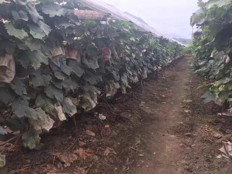葡萄管理技术