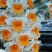 出售，野生虎头兰，和花，