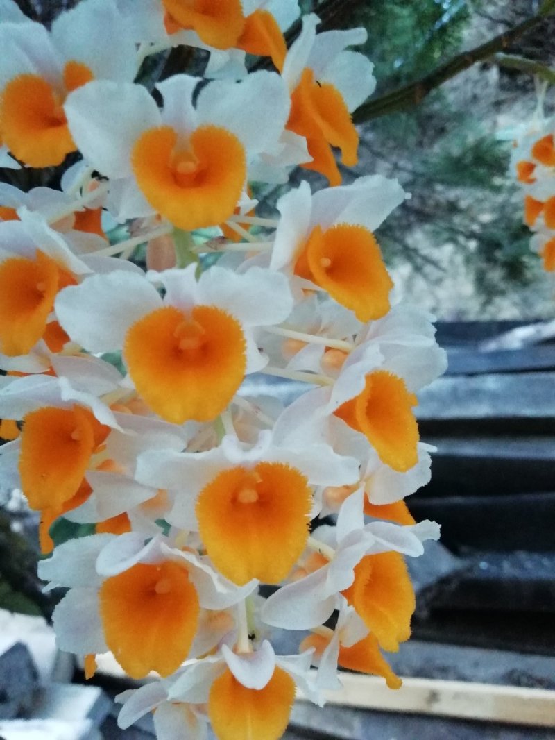 出售，野生虎头兰，和花，