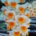 出售，野生虎头兰，和花，