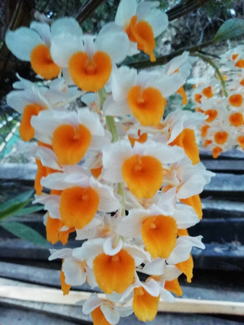 出售，野生虎头兰，和花，