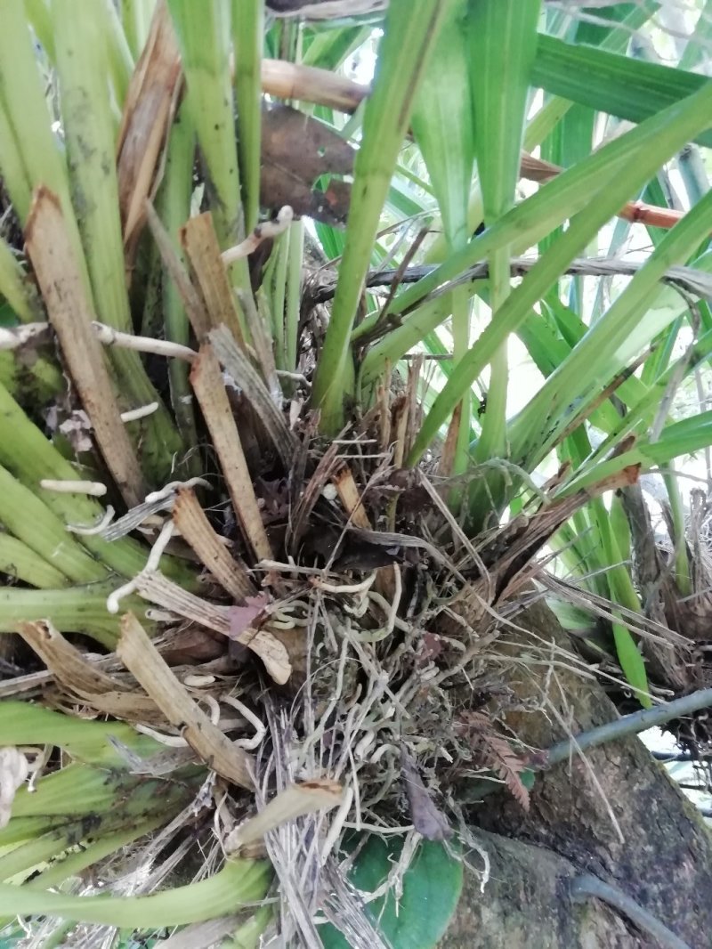 出售，野生虎头兰，和花，