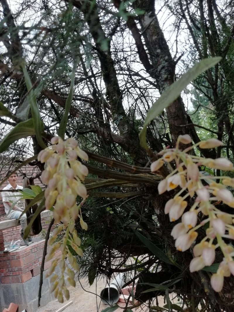 出售，野生虎头兰，和花，