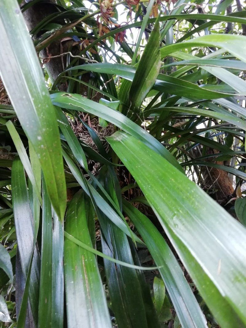 出售，野生虎头兰，和花，