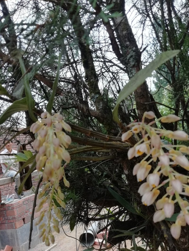 出售，野生虎头兰，和花，