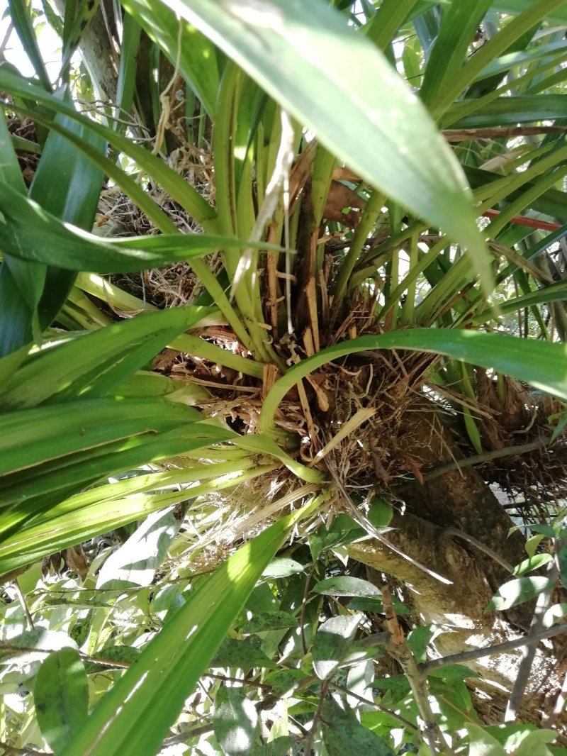 野生虎头兰，需要的老板联系