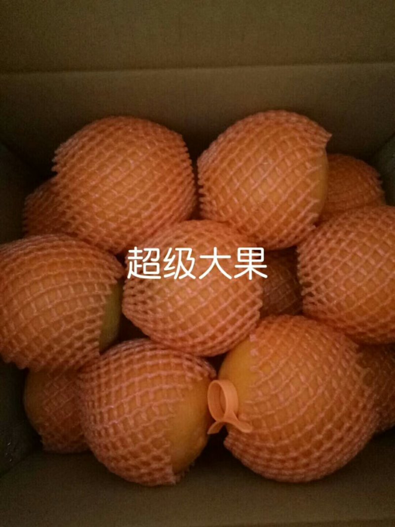 秭归脐橙之乡纽荷尔长红，圆红产地供货，代收