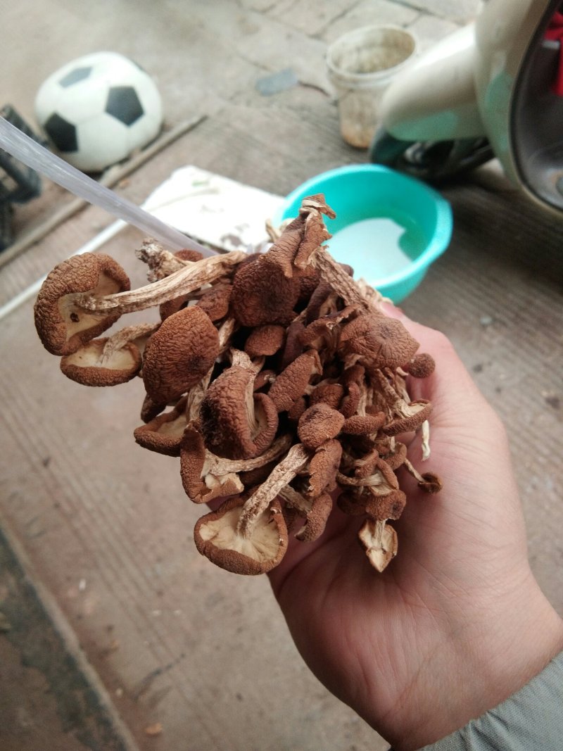 3号剪脚扎把菇酒店饭店超市直供