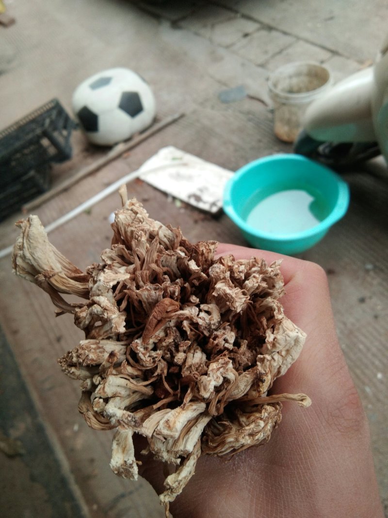 3号剪脚扎把菇酒店饭店超市直供