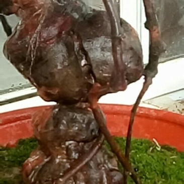 盆景盆花何首乌盆栽盆景各种下山桩