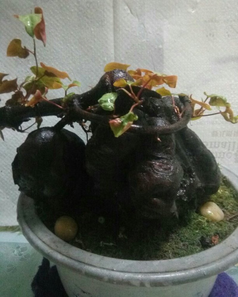 盆景盆花何首乌盆栽盆景各种下山桩