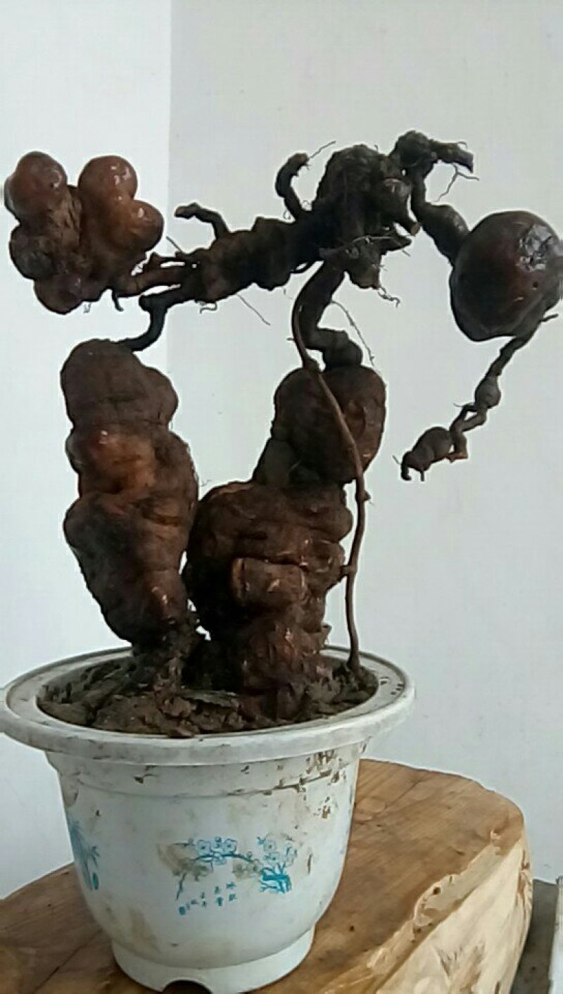 盆景盆花何首乌盆栽盆景各种下山桩