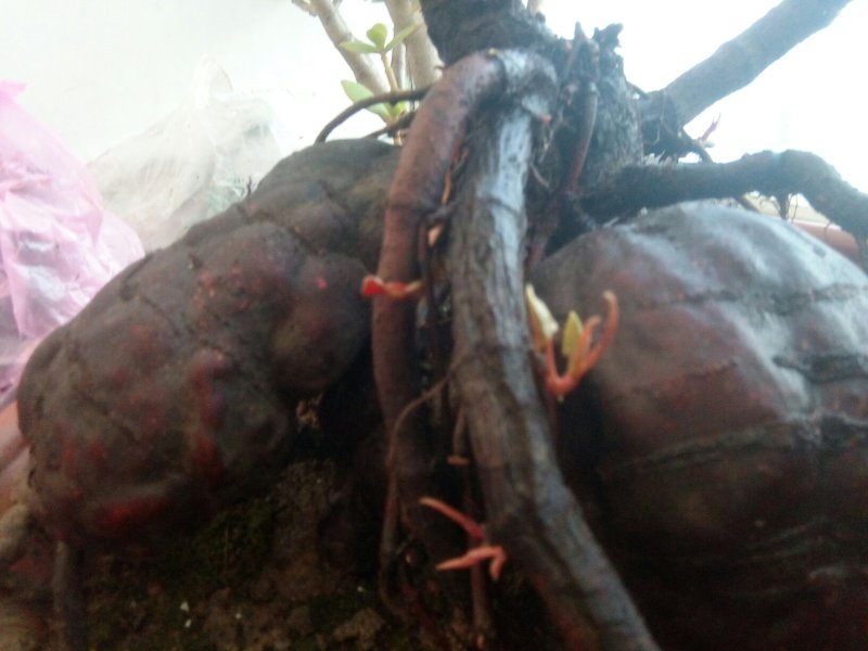 盆景盆花何首乌盆栽盆景各种下山桩