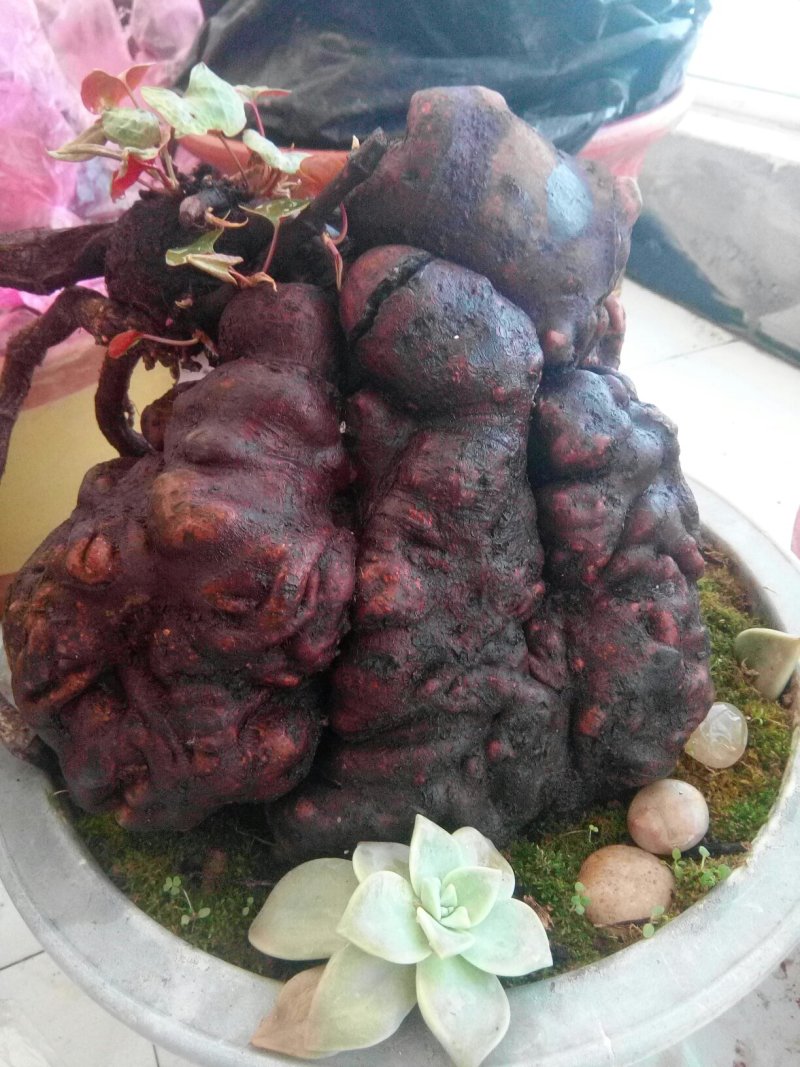 盆景盆花何首乌盆栽盆景各种下山桩