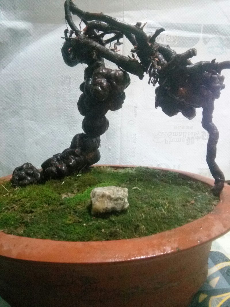 盆景盆花何首乌盆栽盆景各种下山桩