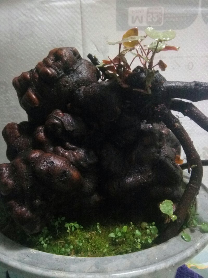 盆景盆花何首乌盆栽盆景各种下山桩