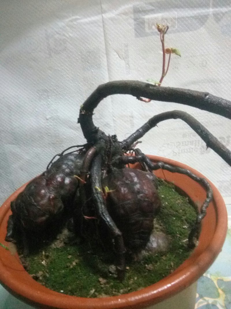 盆景盆花何首乌盆栽盆景各种下山桩
