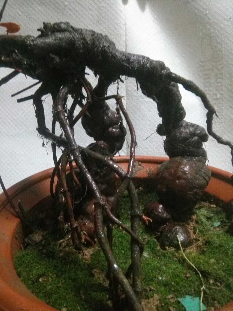 盆景盆花何首乌盆栽盆景各种下山桩