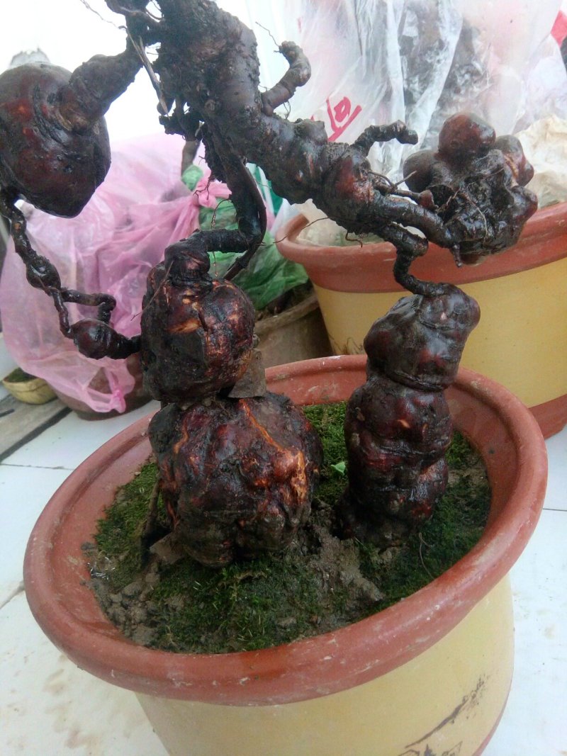 盆景盆花何首乌盆栽盆景各种下山桩