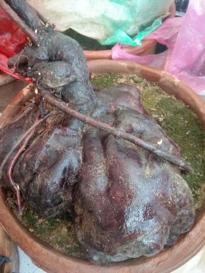 盆景盆花何首乌盆栽盆景各种下山桩