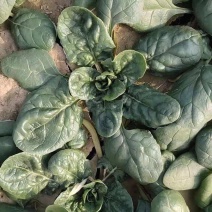 圆叶地趴型小菠菜，专业基地种植各种包装可加冰瓶