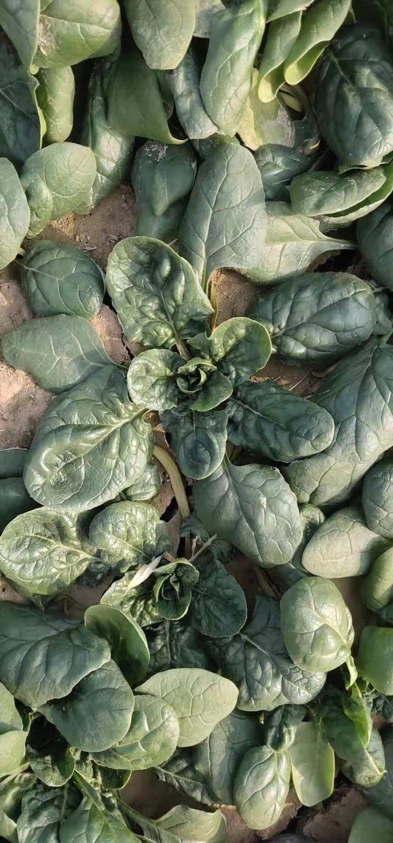 圆叶地趴型小菠菜，专业基地种植各种包装可加冰瓶