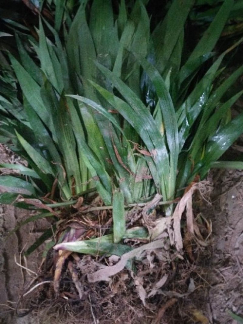 鸢尾麦冬草葱兰基地直销量大优惠，欢迎老板进店咨询