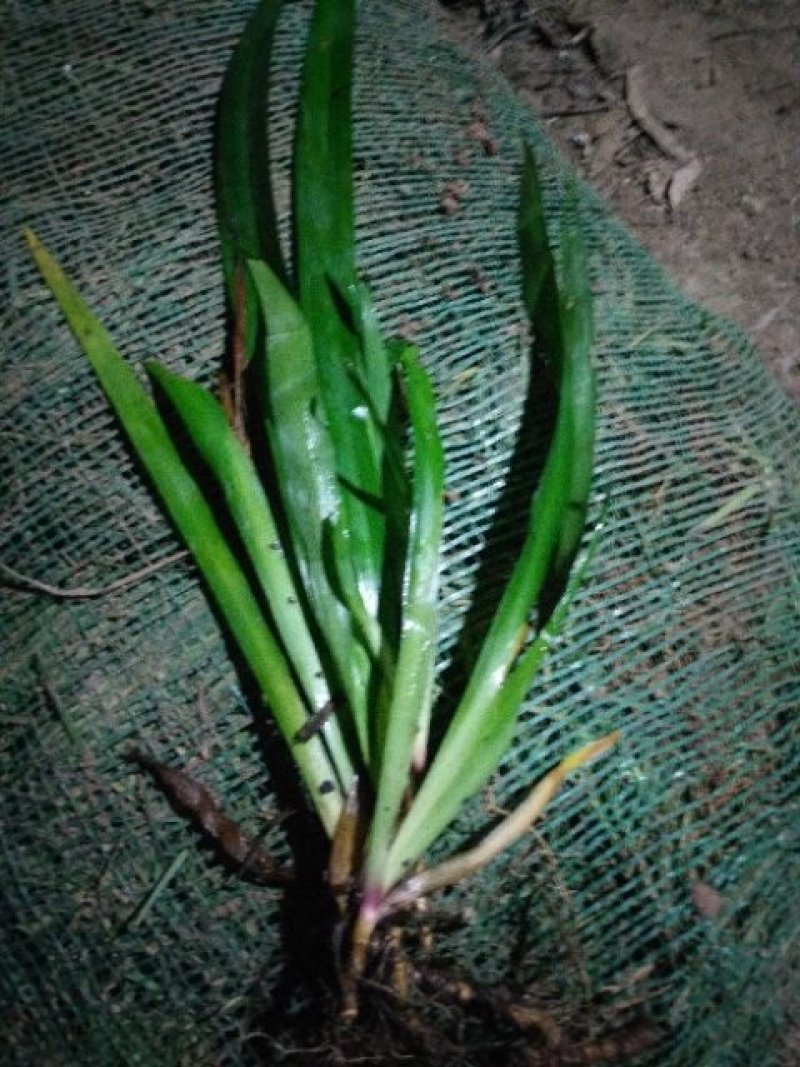 鸢尾麦冬草葱兰基地直销量大优惠，欢迎老板进店咨询