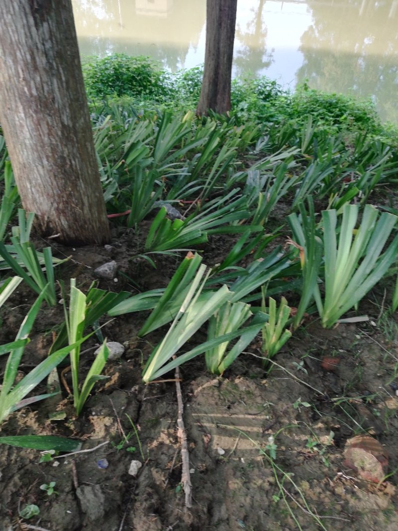 鸢尾麦冬草葱兰基地直销量大优惠，欢迎老板进店咨询