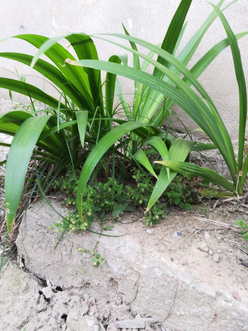 鸢尾麦冬草葱兰基地直销量大优惠，欢迎老板进店咨询