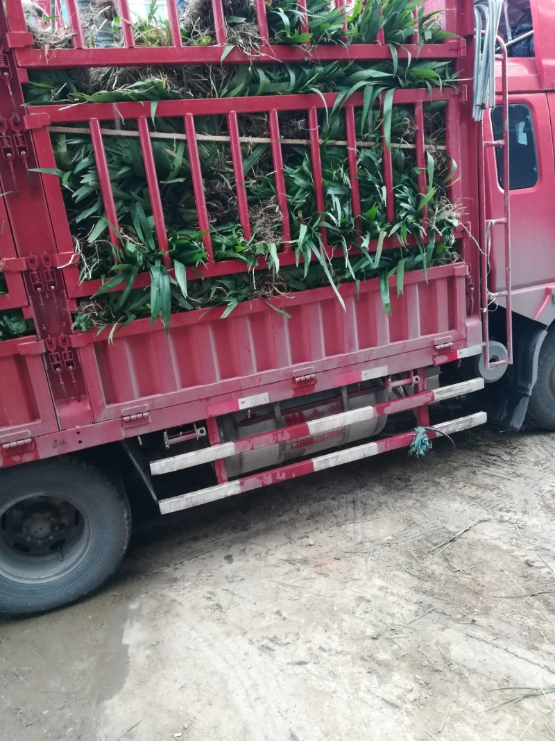 鸢尾麦冬草葱兰基地直销量大优惠，欢迎老板进店咨询